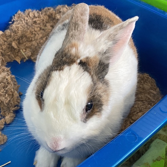 Meet your Posher, Lee - Picture 1 of 1